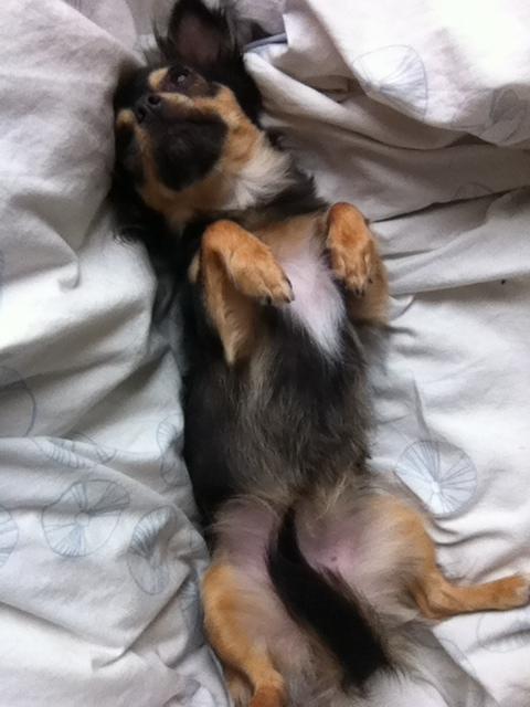 Chihuahua Wilma - Lige efter et bad. Lækkert! billede 4