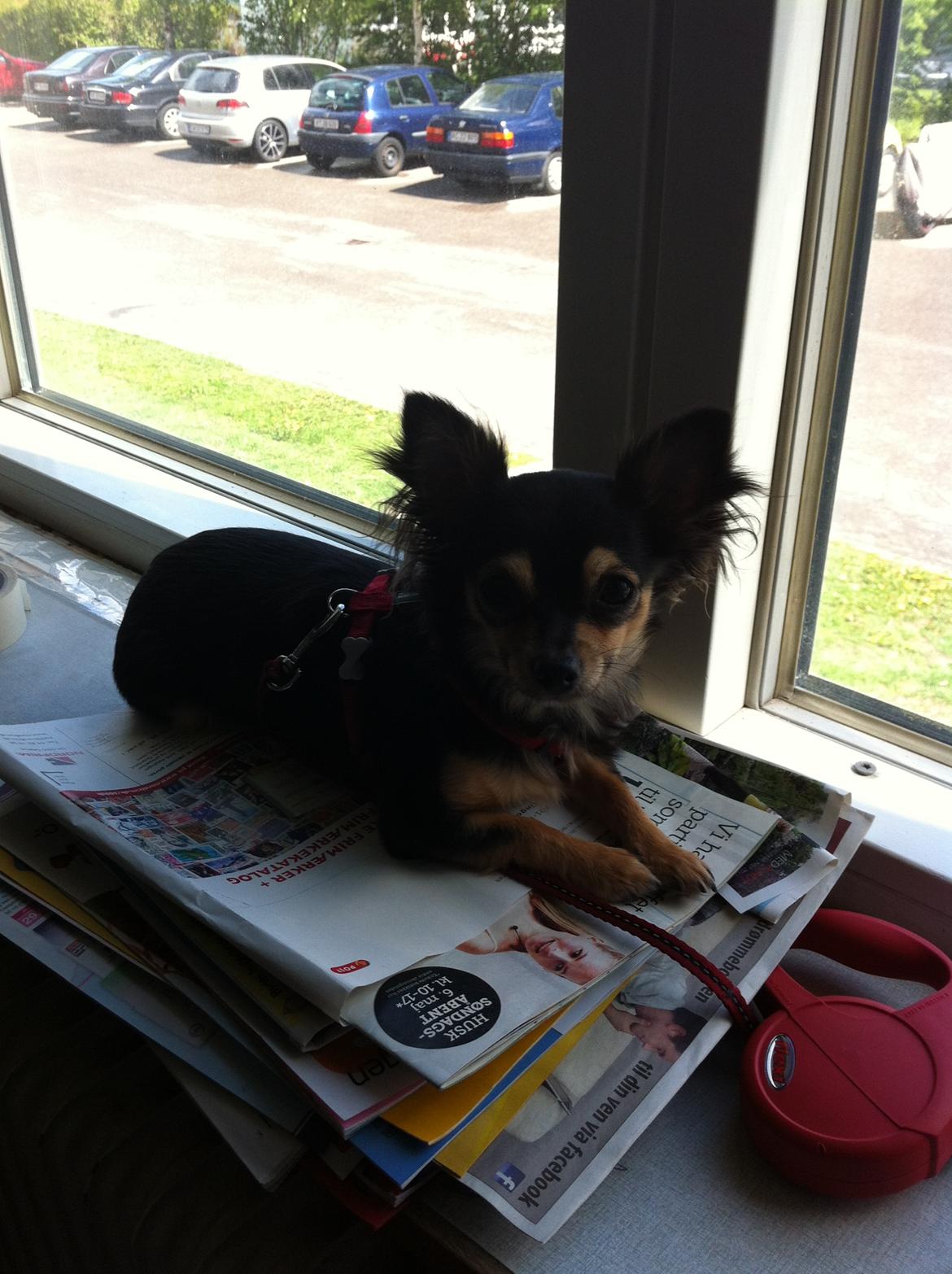 Chihuahua Wilma - Wilma har fundet sin plads i lejlieheden. billede 5