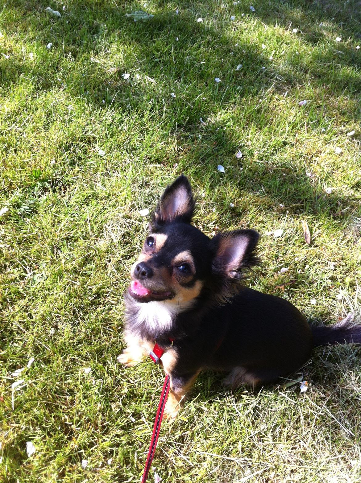 Chihuahua Wilma - En dejlig tur i kolonihaven. billede 6