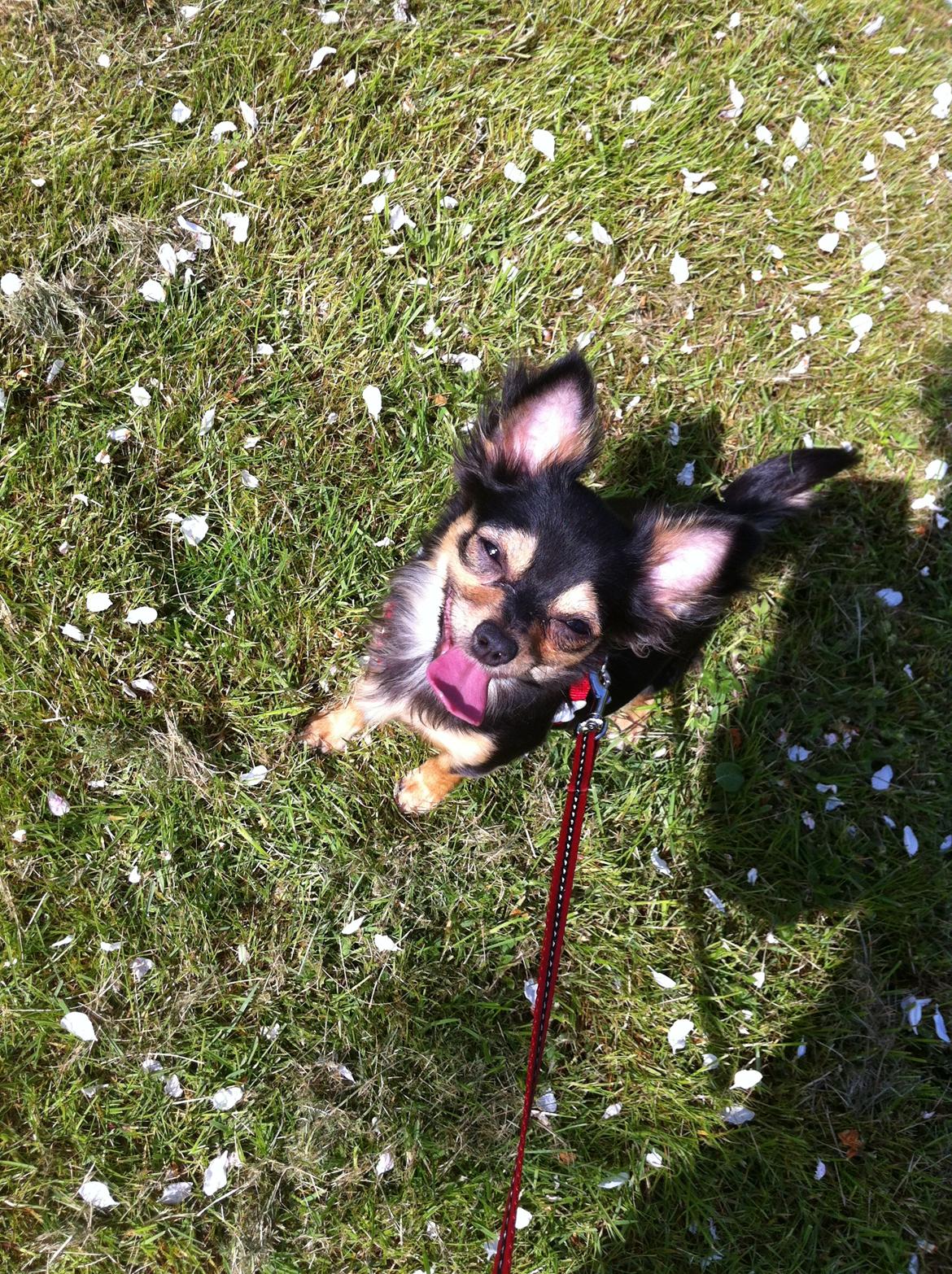 Chihuahua Wilma - Mmh, det dejligt at være ude. billede 7