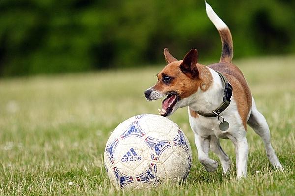 Blanding af racer Oscar  billede 5