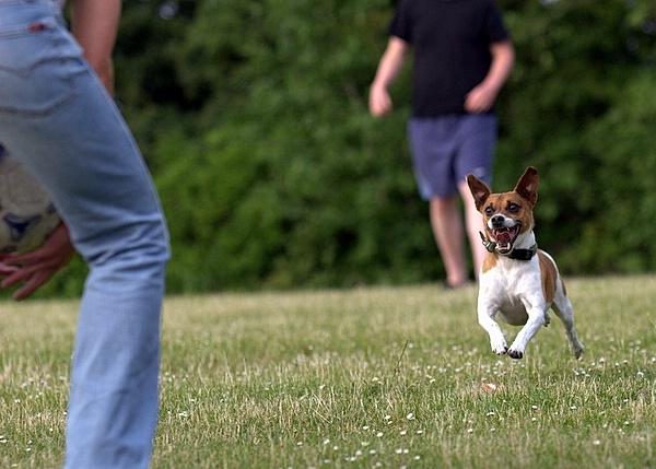 Blanding af racer Oscar  billede 6