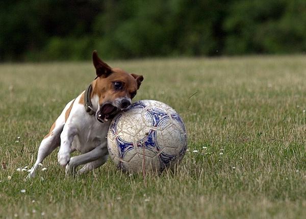 Blanding af racer Oscar  billede 7