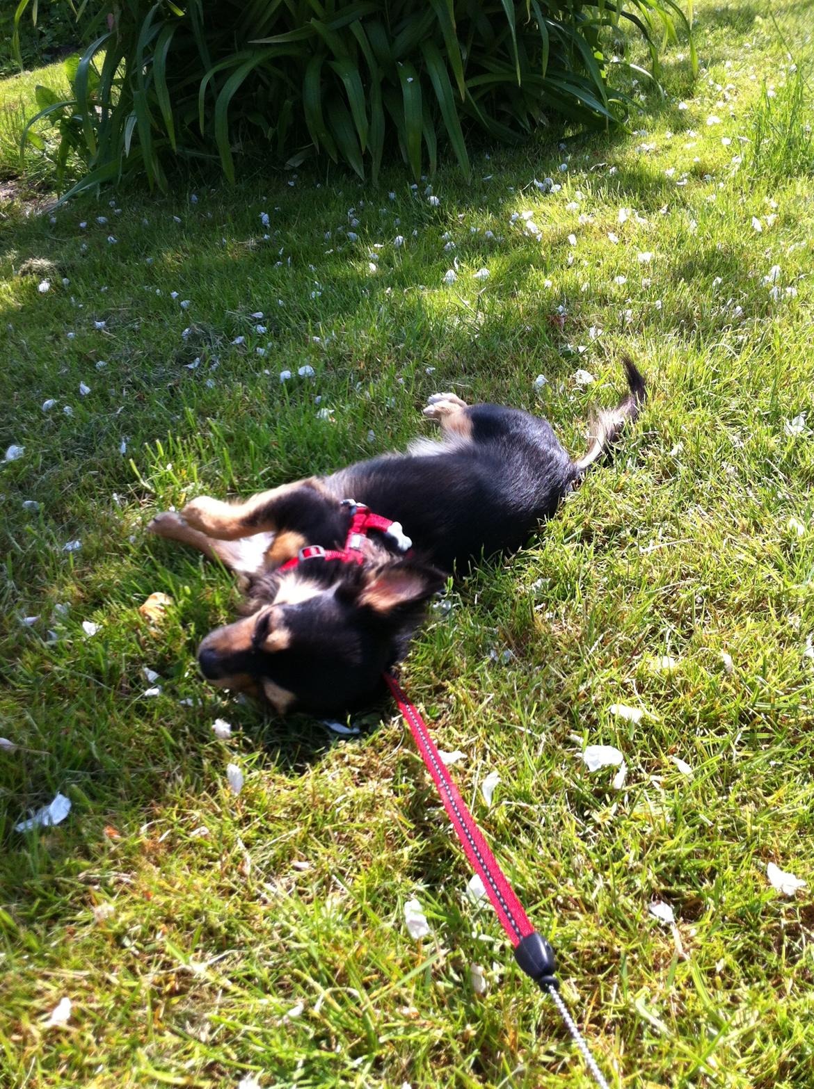 Chihuahua Wilma - Det er så dejligt.. billede 8