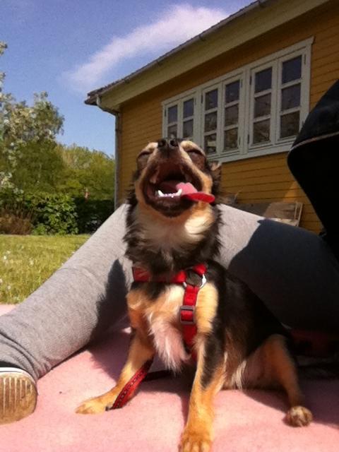 Chihuahua Wilma - Haha, så genialt billede :-) billede 9