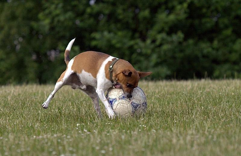 Blanding af racer Oscar  billede 8