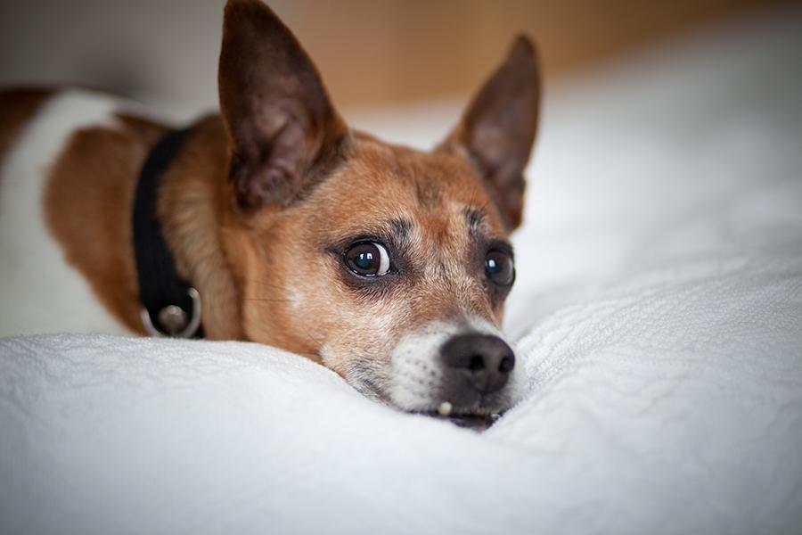 Blanding af racer Oscar  billede 9