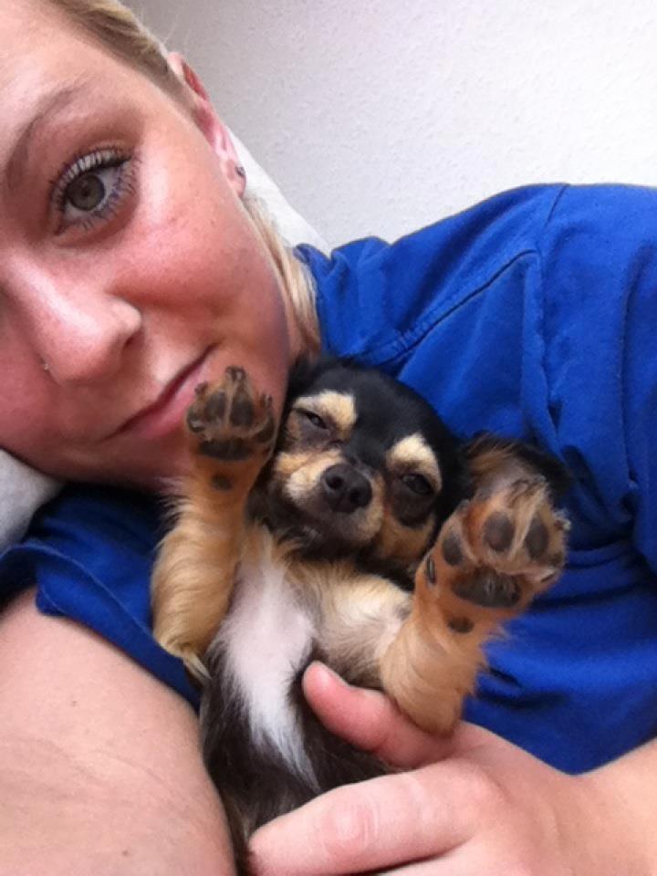 Chihuahua Wilma - Morgen putter med prinsessen. billede 10