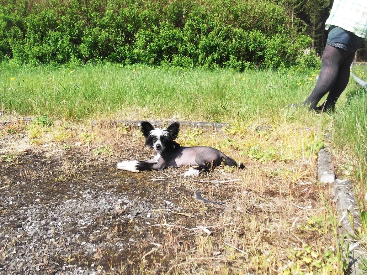 Chinese crested hårløs Ishana billede 1