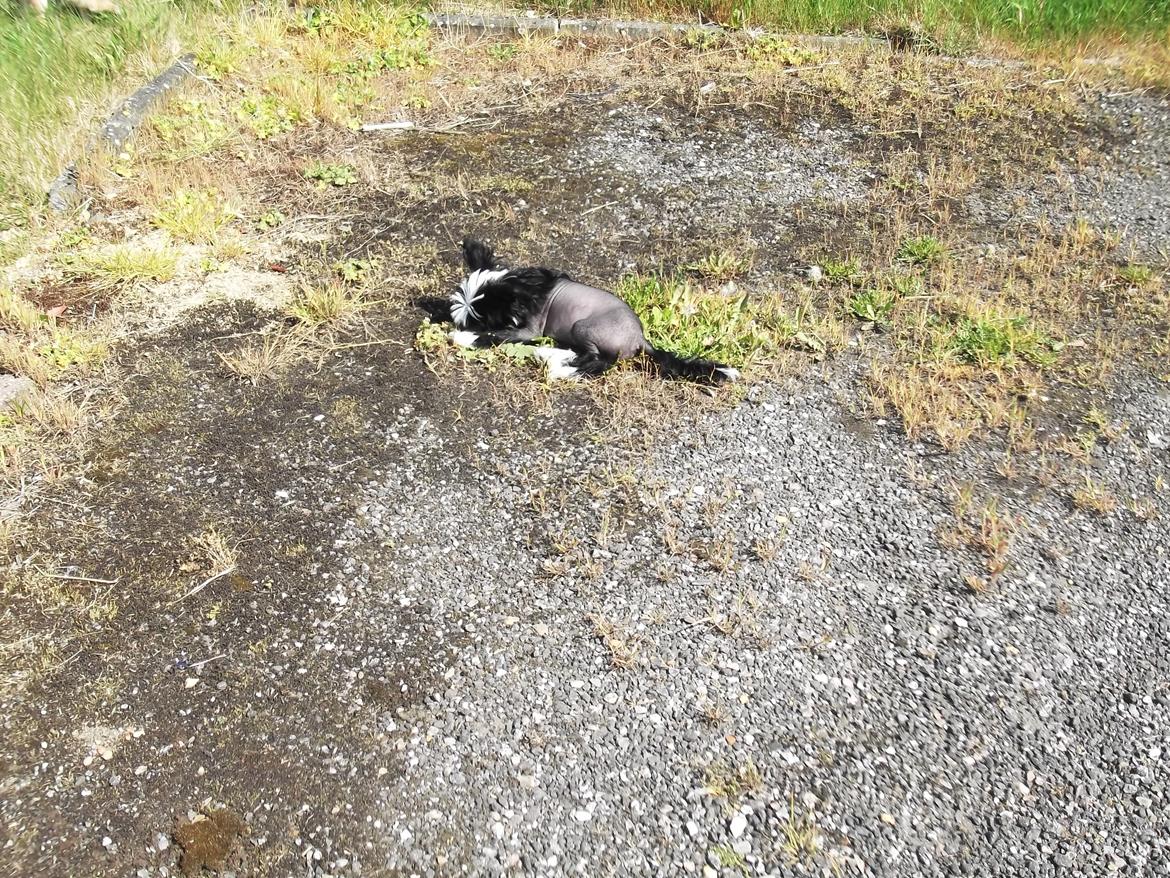 Chinese crested hårløs Ishana billede 3