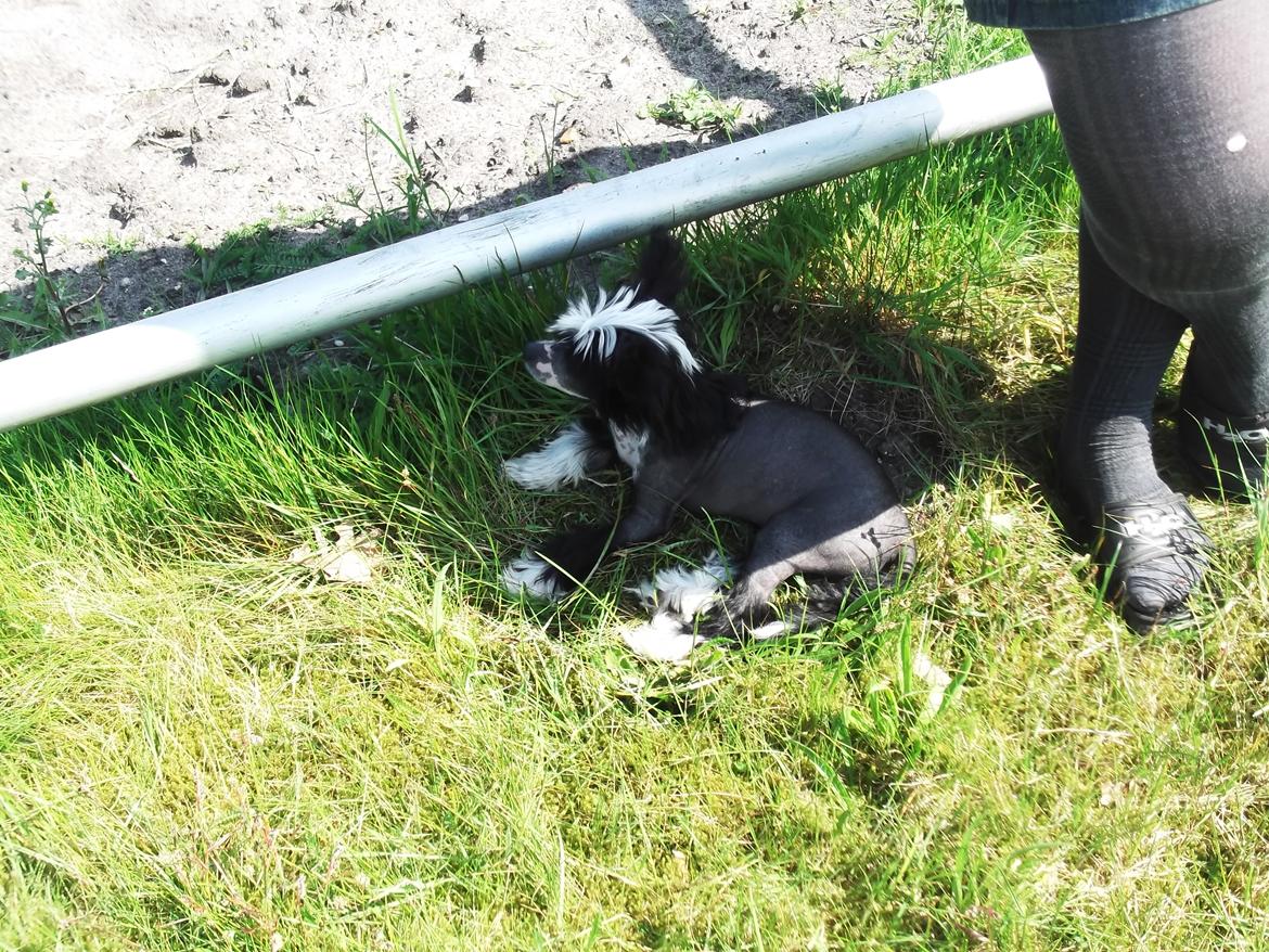 Chinese crested hårløs Ishana billede 4