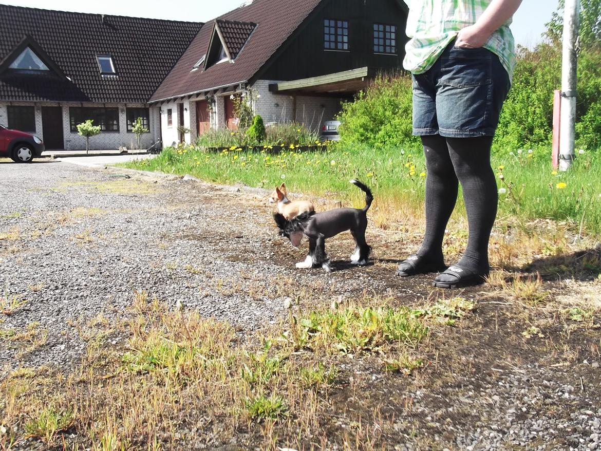 Chinese crested hårløs Ishana billede 5