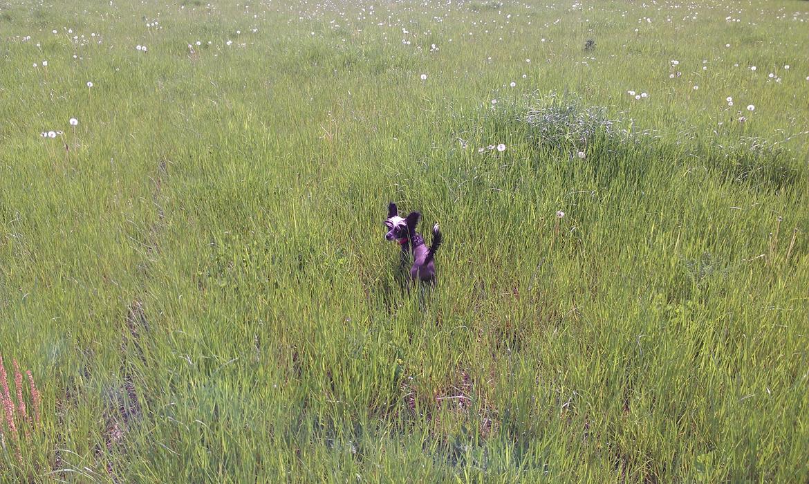 Chinese crested hårløs Ishana billede 6