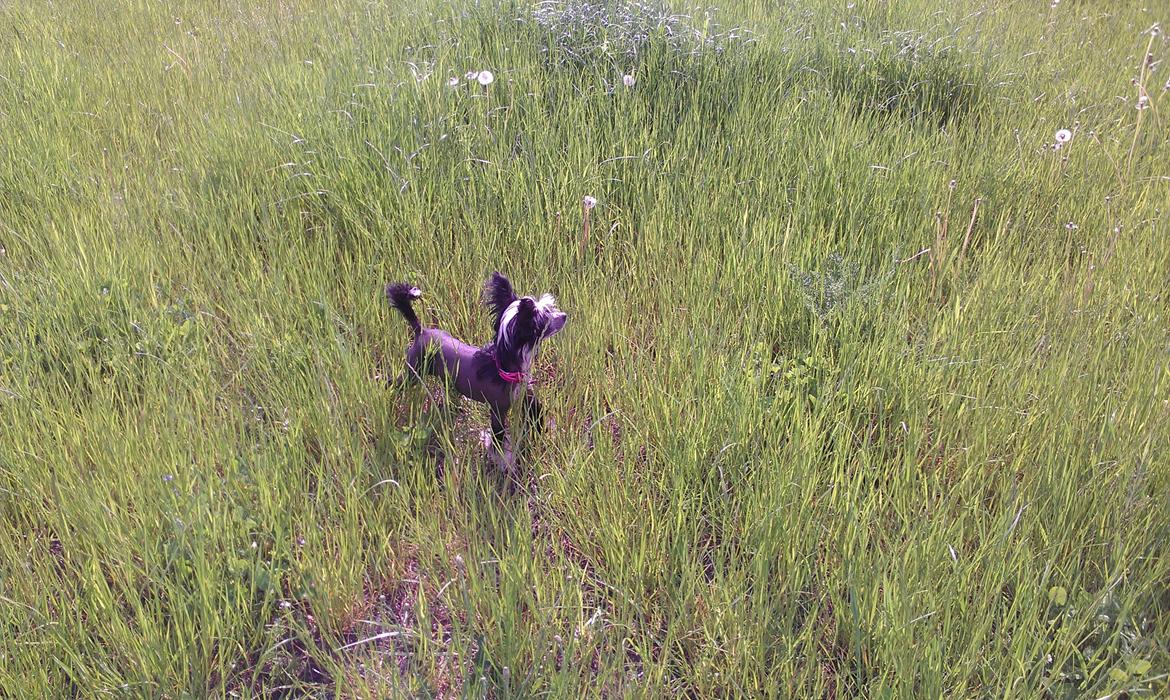 Chinese crested hårløs Ishana billede 7