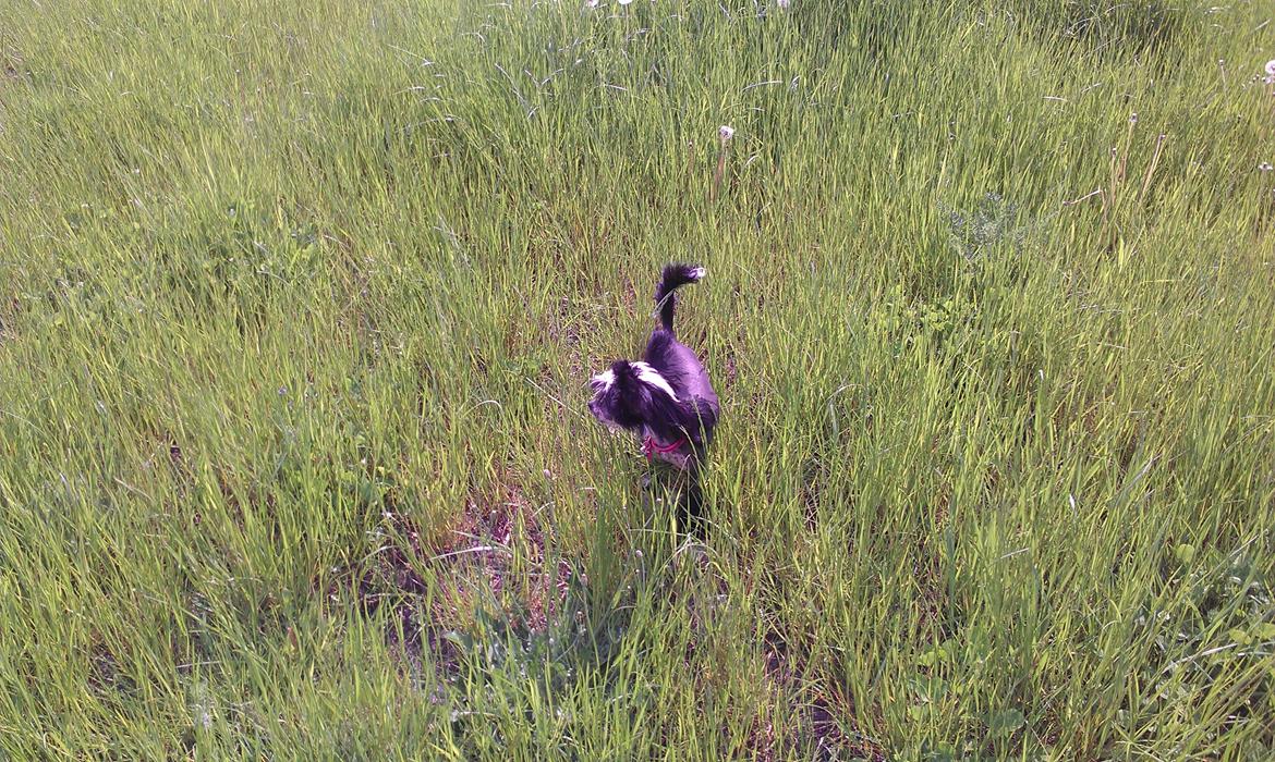 Chinese crested hårløs Ishana billede 8