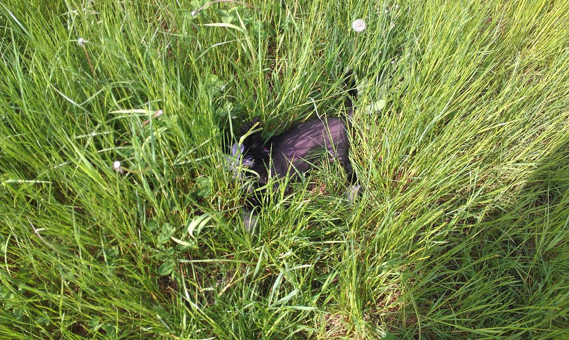 Chinese crested hårløs Ishana billede 9