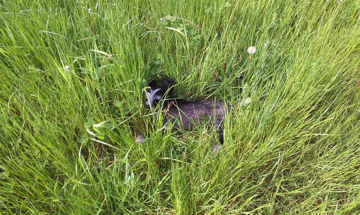 Chinese crested hårløs Ishana billede 10