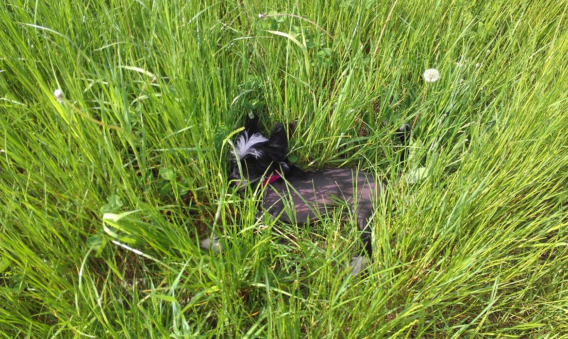 Chinese crested hårløs Ishana billede 11