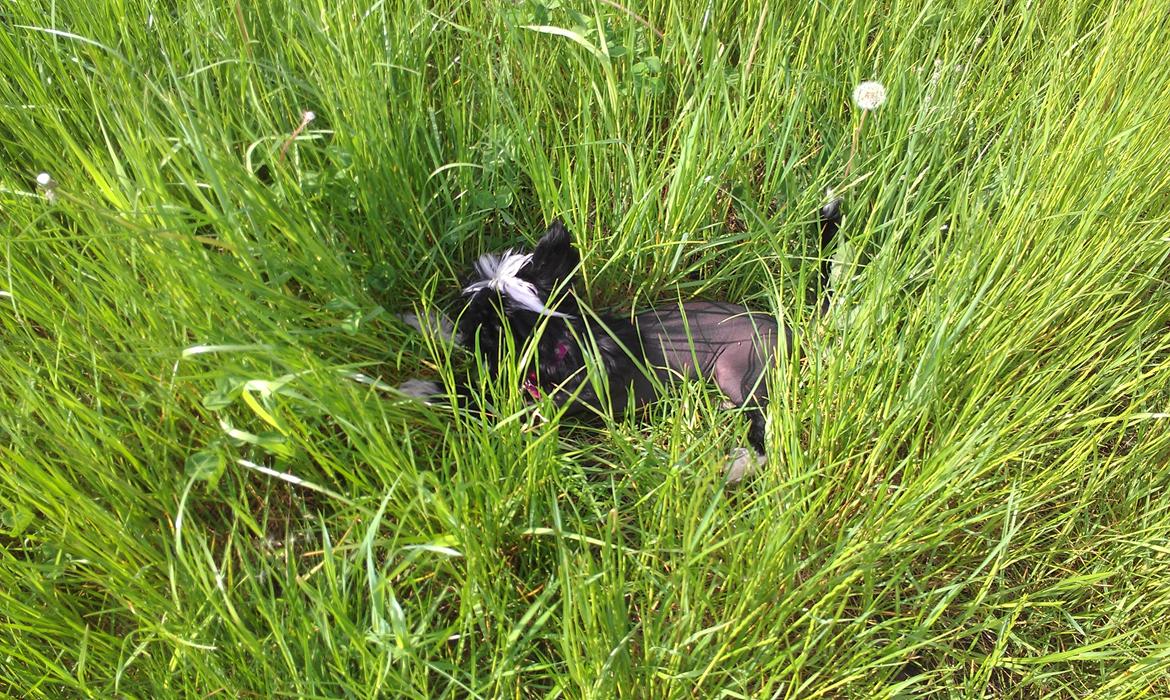 Chinese crested hårløs Ishana billede 12