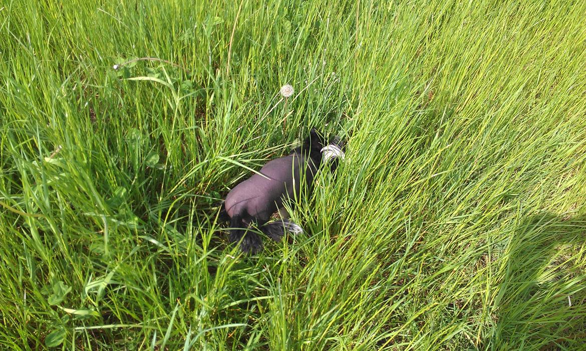 Chinese crested hårløs Ishana billede 13