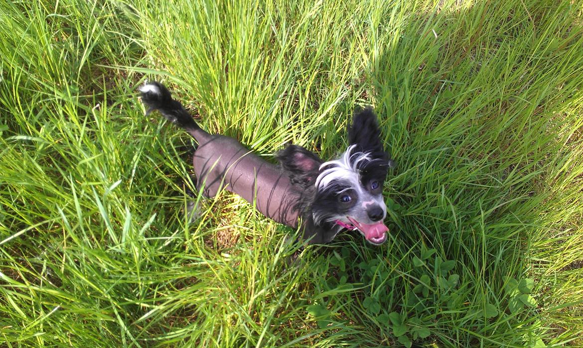 Chinese crested hårløs Ishana billede 14