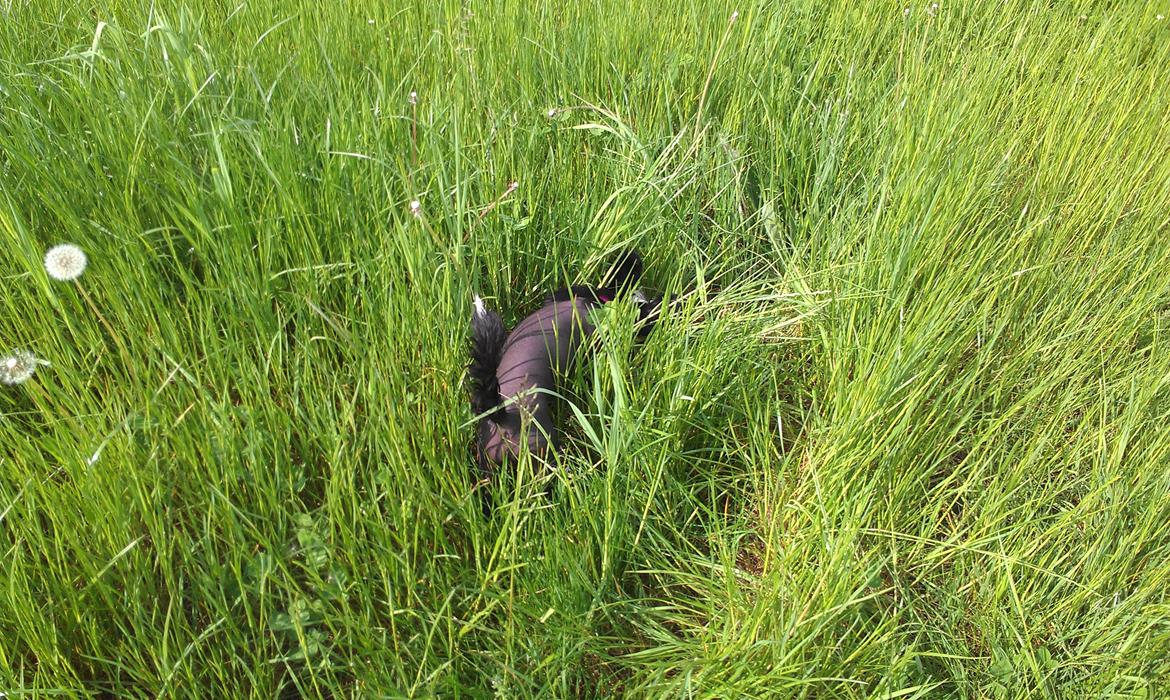 Chinese crested hårløs Ishana billede 15