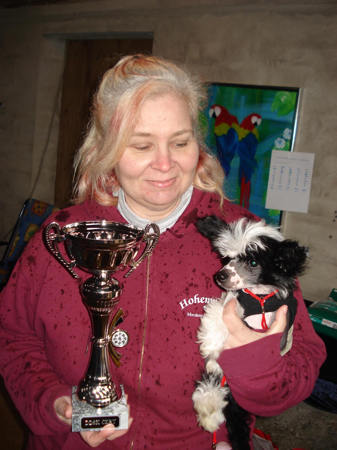 Chinese crested hårløs Ishana billede 16