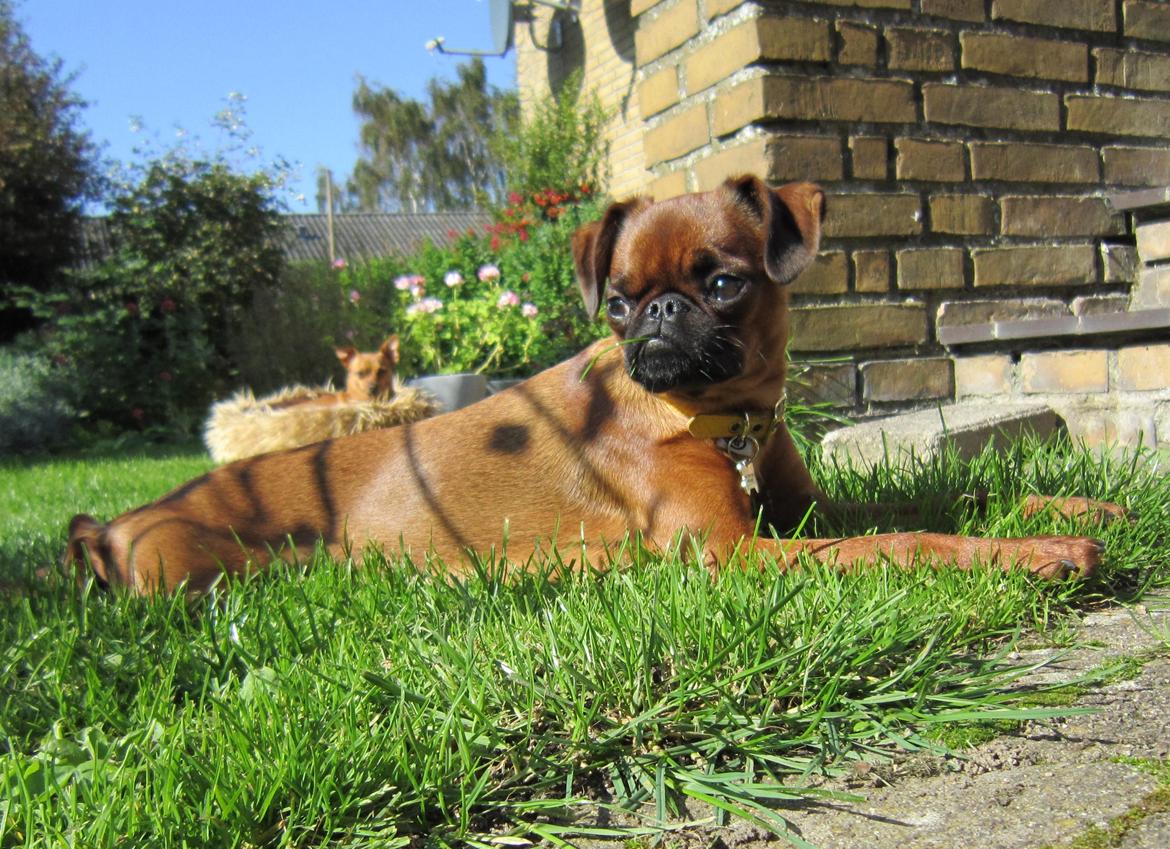 Griffon petit brabancon *~ Thea ~* R.I.P  billede 4