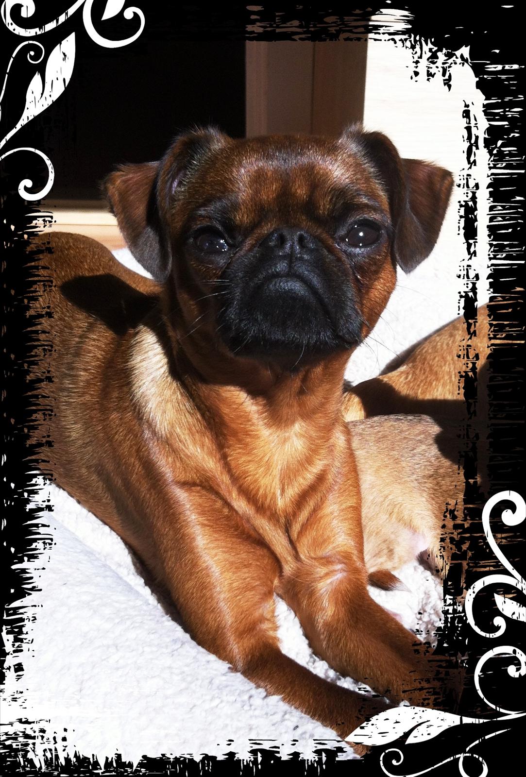 Griffon petit brabancon *~ Thea ~* R.I.P  - Aaee, er der noge bedre end sol? :)  billede 5