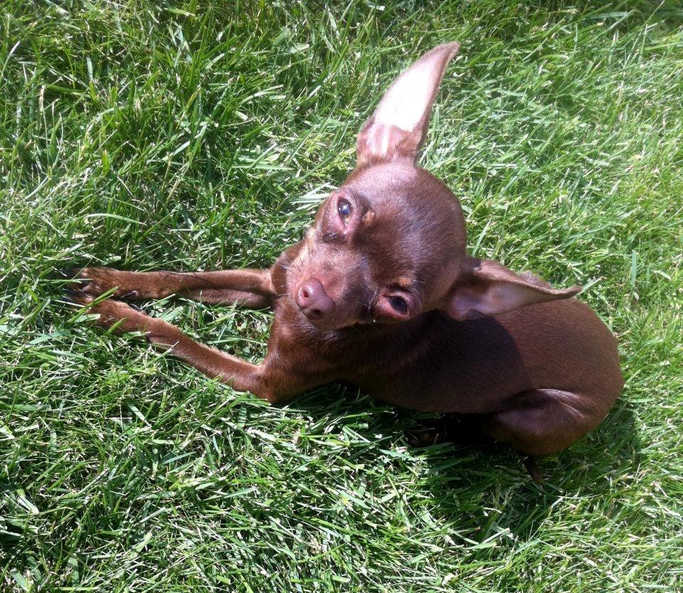 Russisk toy terrier TisTis billede 1