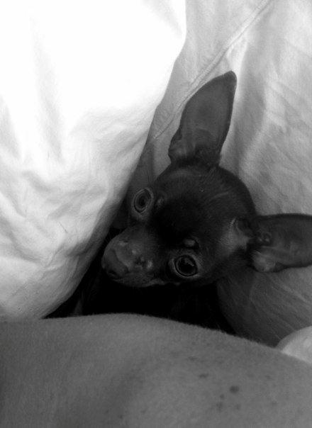 Russisk toy terrier TisTis billede 2
