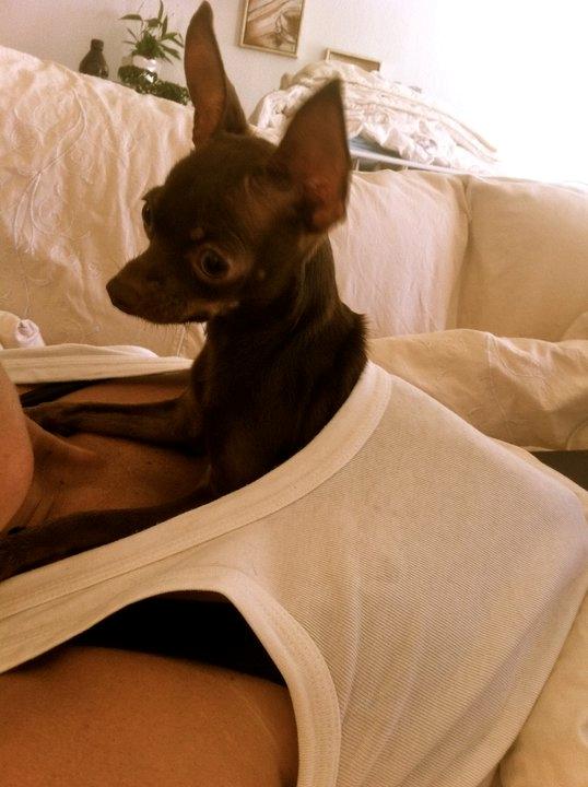 Russisk toy terrier TisTis billede 3