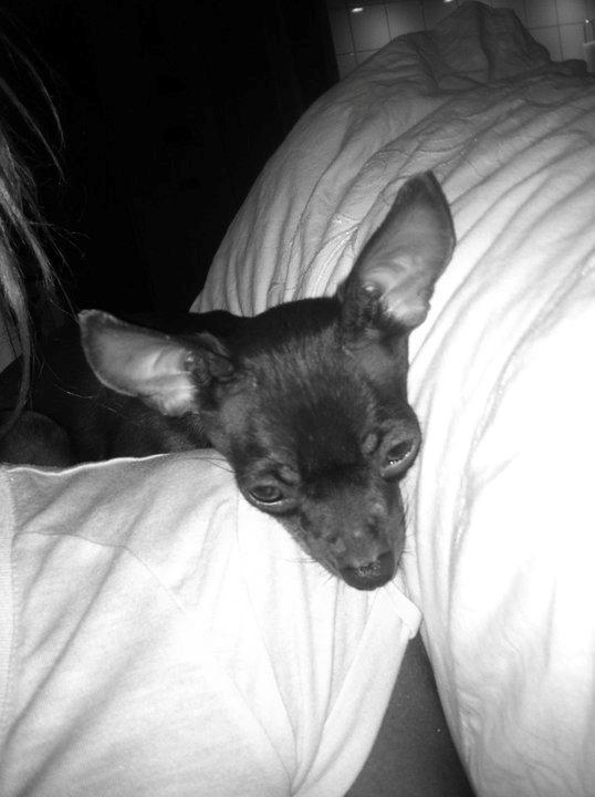 Russisk toy terrier TisTis billede 4