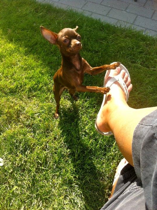 Russisk toy terrier TisTis billede 6