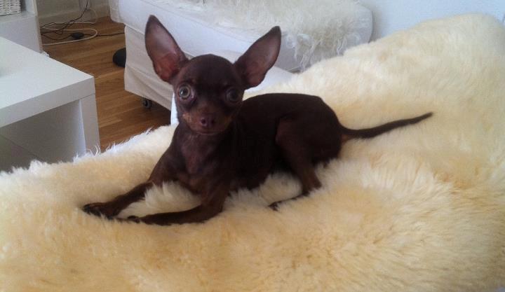 Russisk toy terrier TisTis billede 7