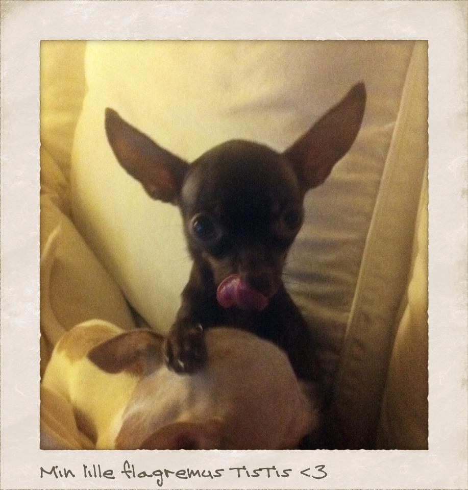 Russisk toy terrier TisTis billede 8