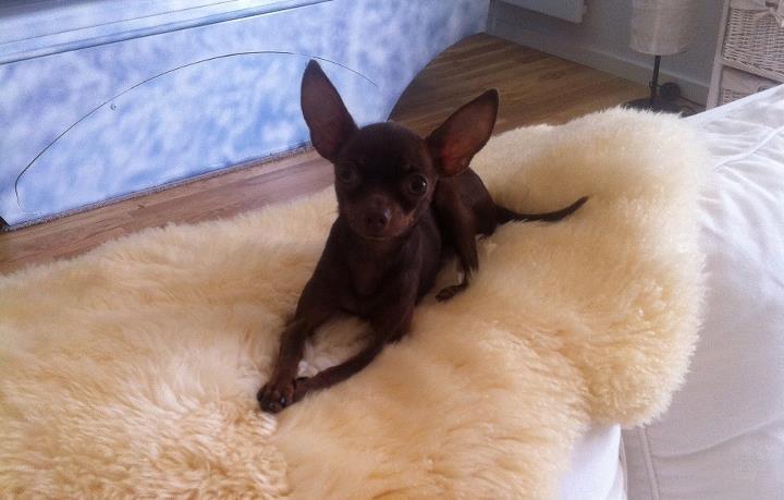 Russisk toy terrier TisTis billede 9