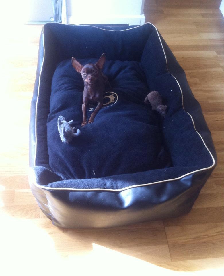 Russisk toy terrier TisTis billede 10