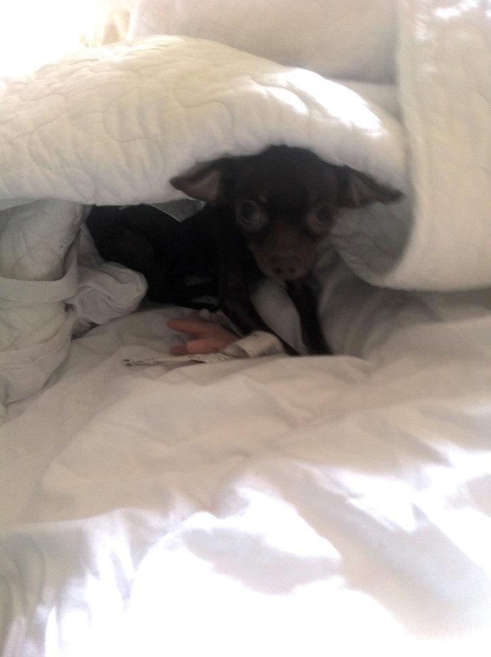 Russisk toy terrier TisTis billede 11