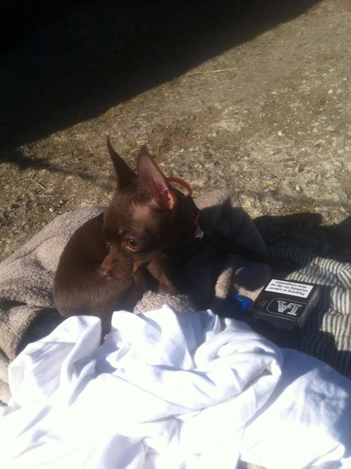 Russisk toy terrier TisTis billede 12