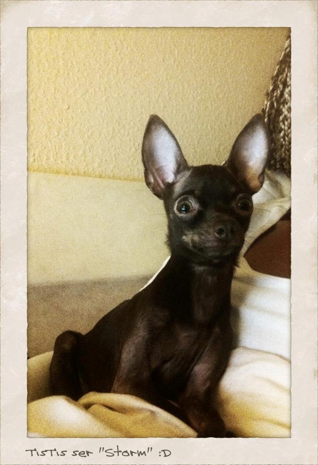 Russisk toy terrier TisTis billede 13