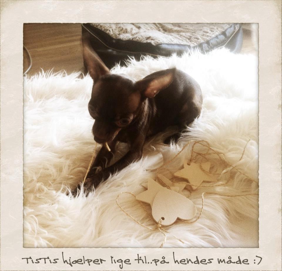 Russisk toy terrier TisTis billede 14