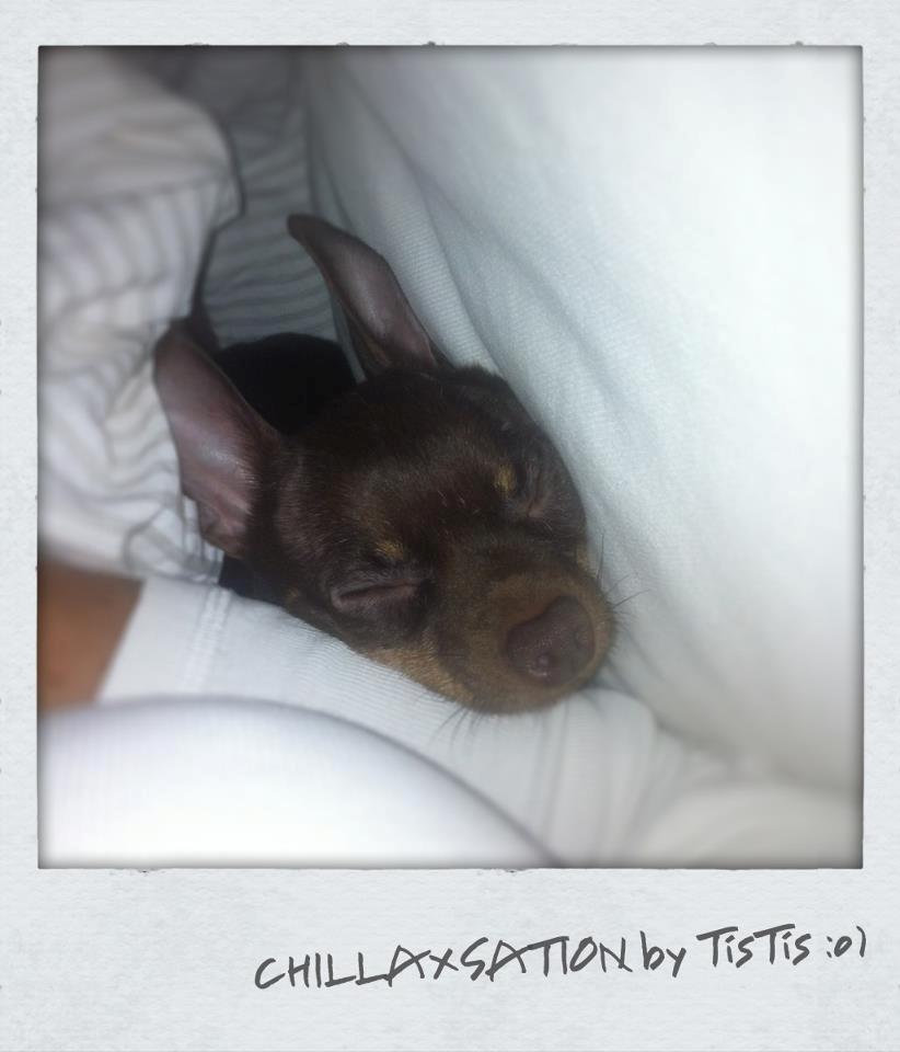 Russisk toy terrier TisTis billede 15