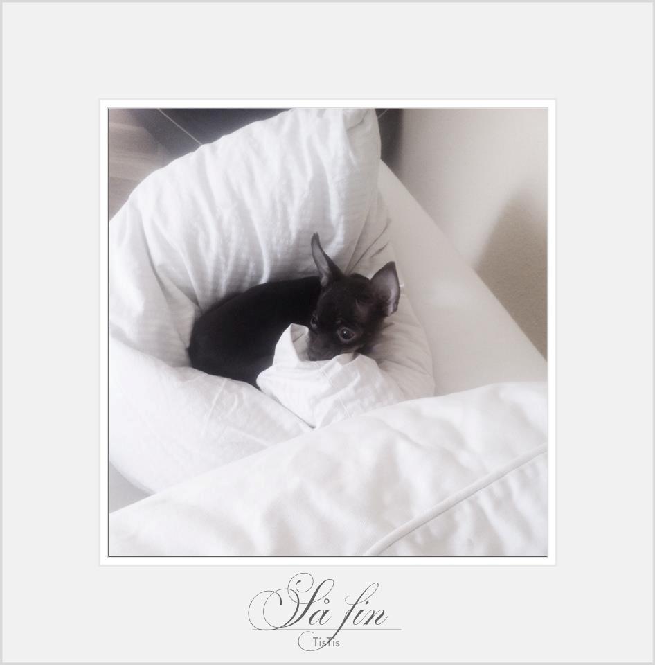 Russisk toy terrier TisTis billede 16