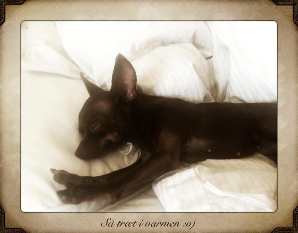 Russisk toy terrier TisTis billede 17
