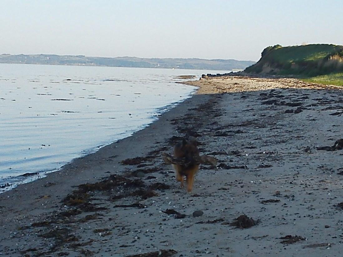 Schæferhund Gonzo (forældres) billede 16