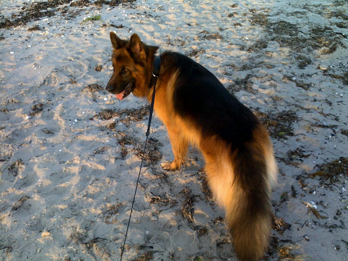 Schæferhund Gonzo (forældres) billede 17