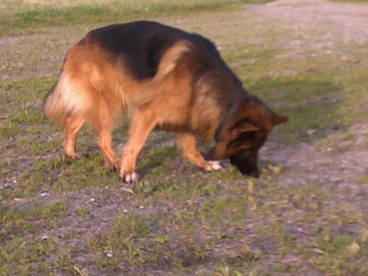 Schæferhund Gonzo (forældres) billede 18