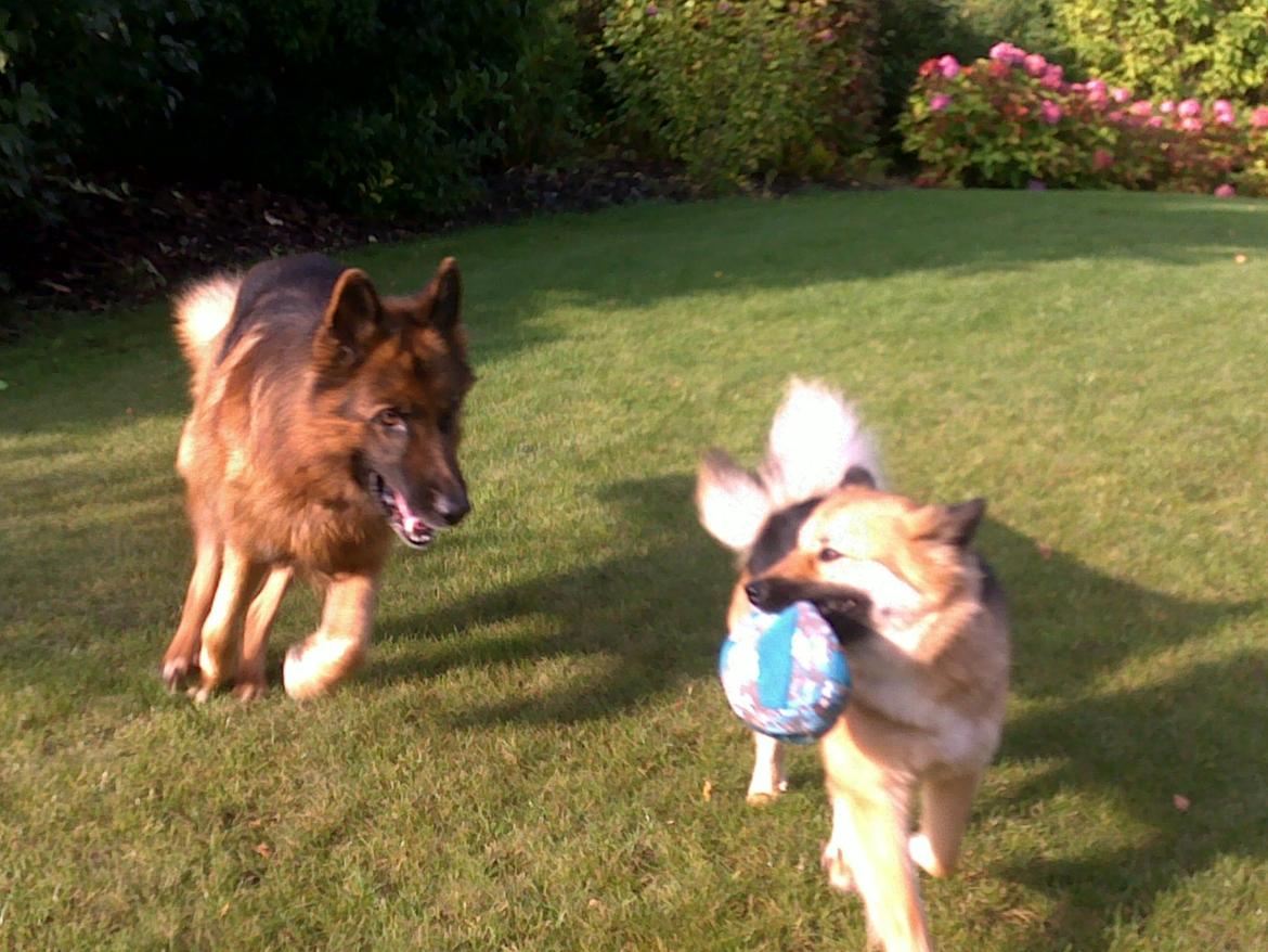 Schæferhund Gonzo (forældres) billede 19