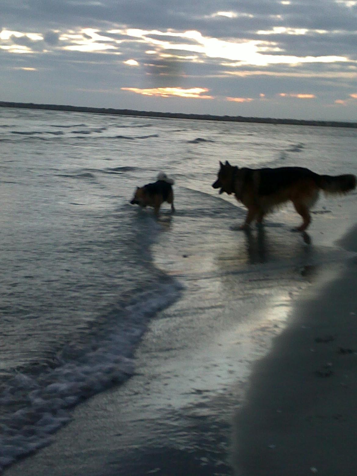 Schæferhund Gonzo (forældres) billede 20